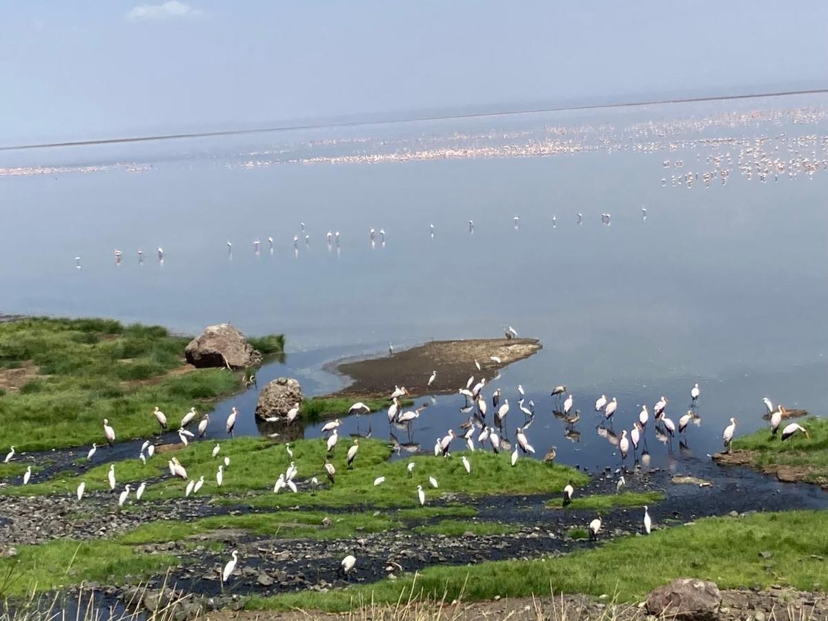 Lake Natron Maasai Guesthouse Mtowabaga Eksteriør billede